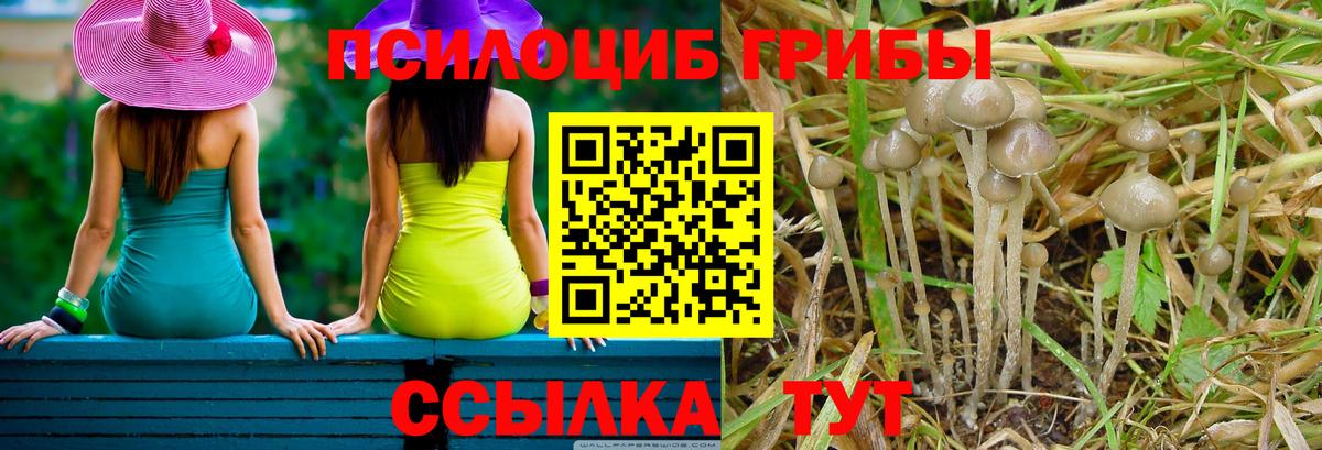 Галлюциногенные грибы Psilocybine cubensis Батайск